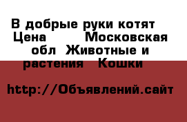 В добрые руки котят  › Цена ­ 10 - Московская обл. Животные и растения » Кошки   